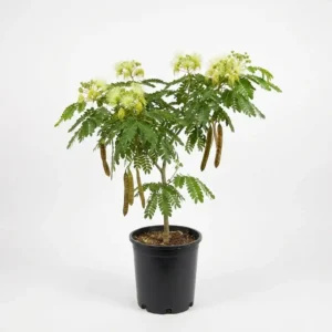 Albizia lebbeck اللبخ
