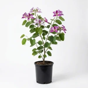 Bauhinia variegata (بوهينيا مبرقشة)