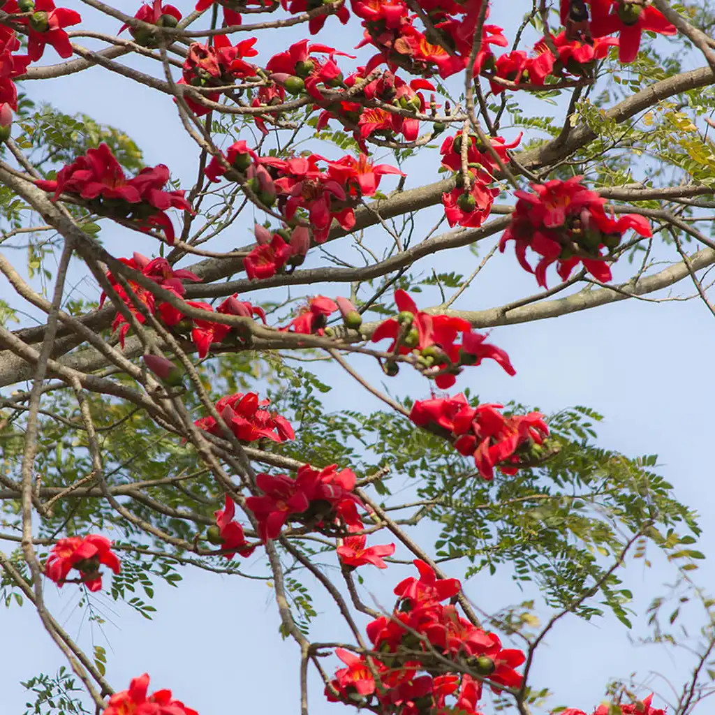 Bombax ceiba البومباكس - Image 2