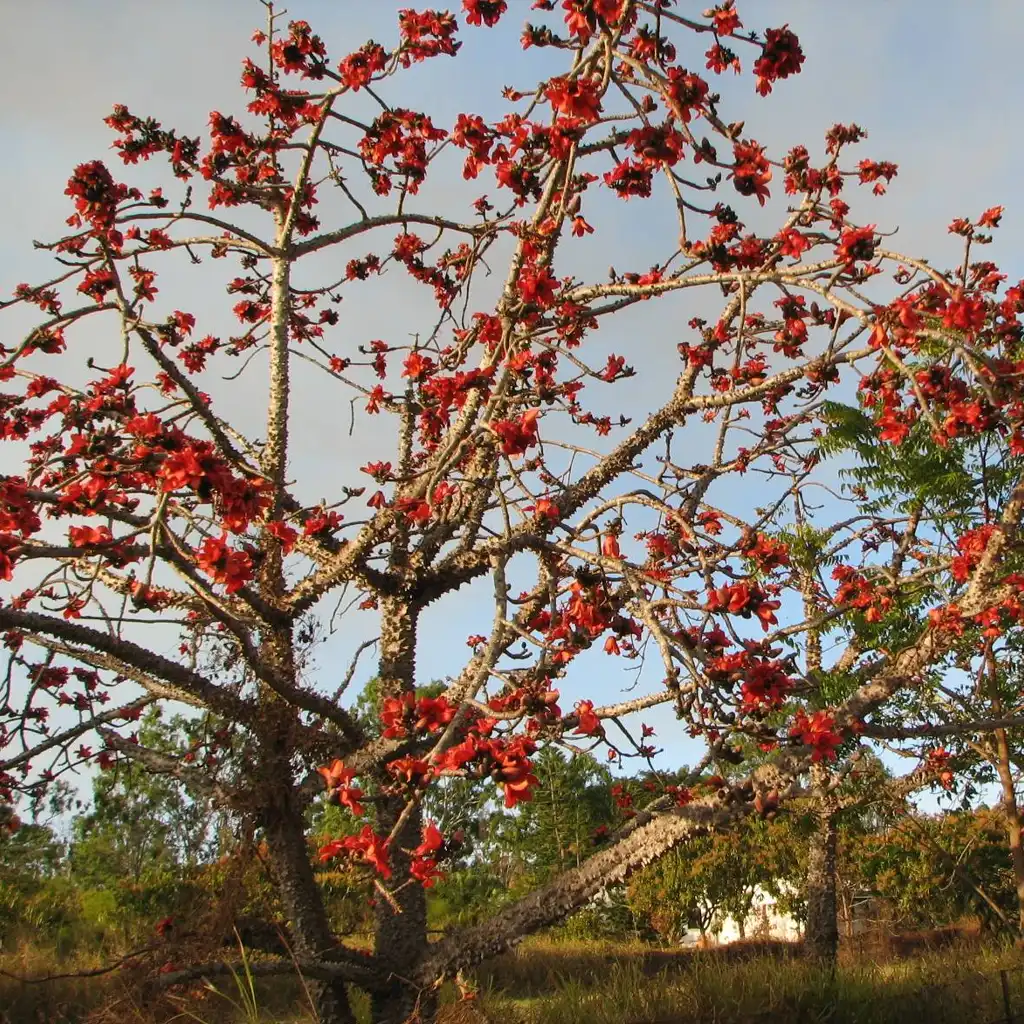 Bombax ceiba البومباكس - Image 3