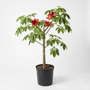 Bombax ceiba البومباكس