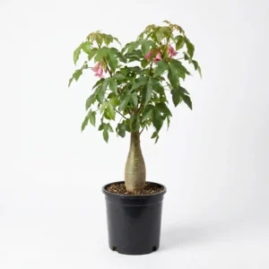 Brachychiton discolor استركوليا