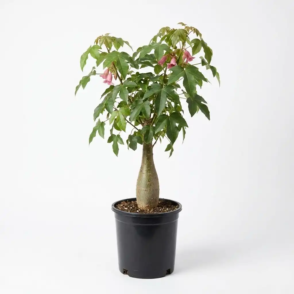 Brachychiton discolor استركوليا