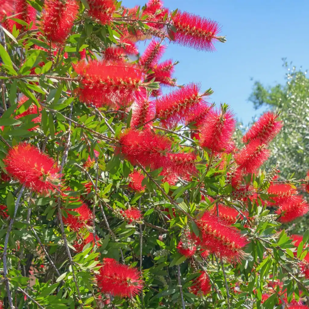 Callistemon viminalis فرشاة الزجاج - Image 2