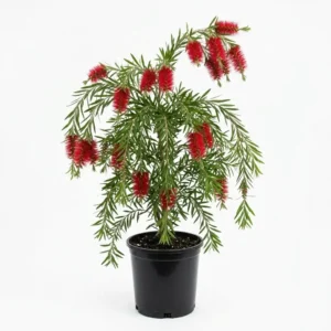 Callistemon viminalis فرشاة الزجاج