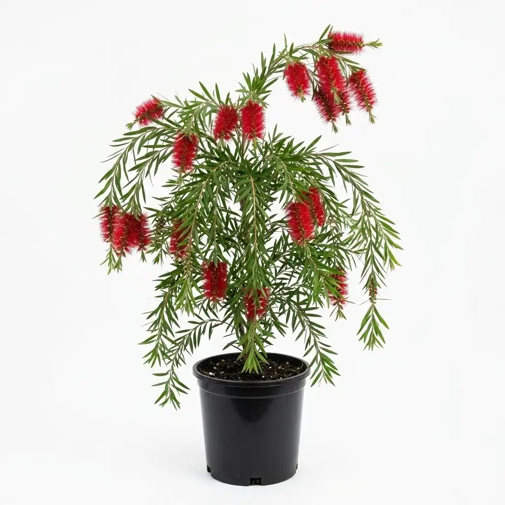 Callistemon viminalis فرشاة الزجاج