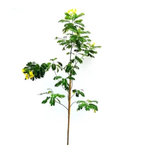 Glaucous Cassia  كاسيا جلوكا