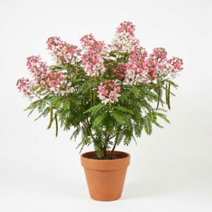 Cassia Nodosa كاسيا نودوزا