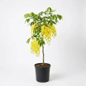 Cassia fistula كاسيا فيستولا