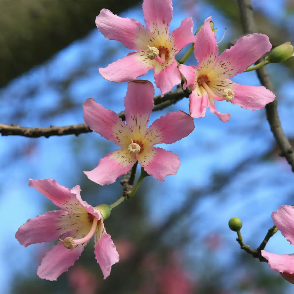 Chorisia speciosa الكوريزيا - Image 2