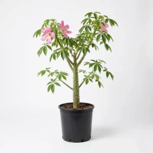 Chorisia speciosa الكوريزيا