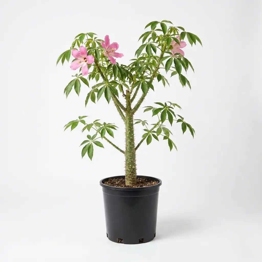 Chorisia speciosa الكوريزيا