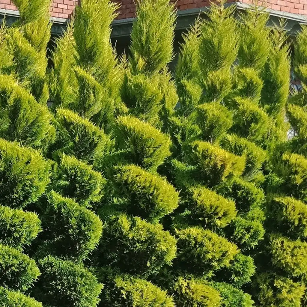 Cupressus السرو - Image 2