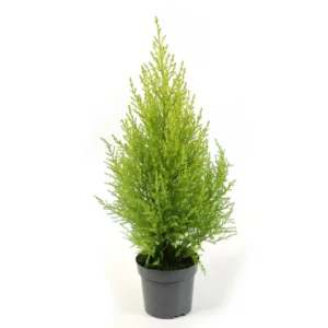 Cupressus السرو
