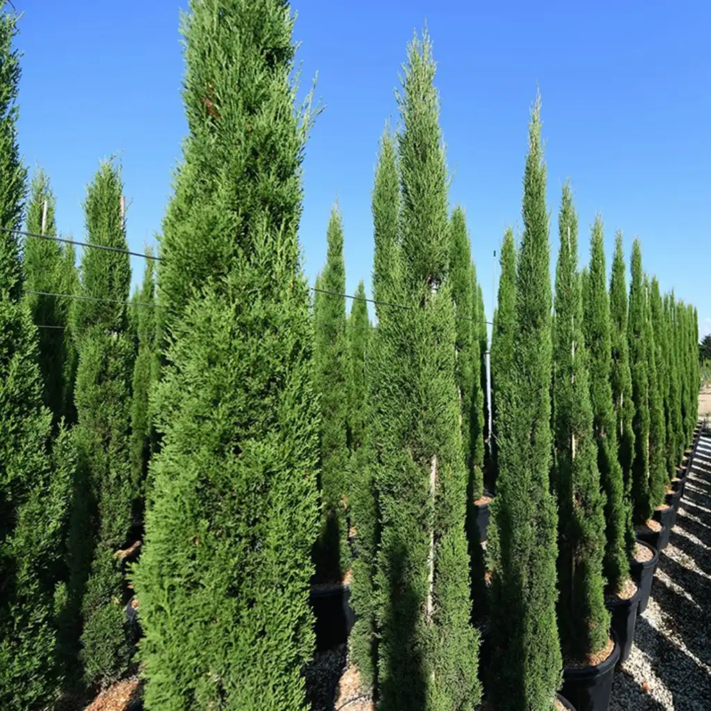 Cupressus sempervirens سرو إيطالى - Image 2