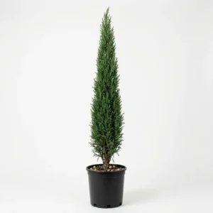 Cupressus sempervirens سرو إيطالى