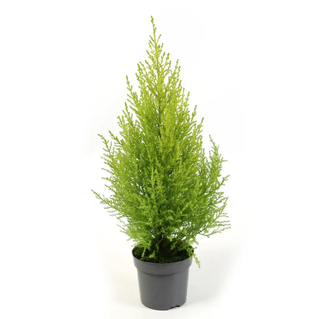 Cupressus السرو