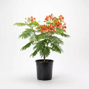 Delonix regia البونسيانا