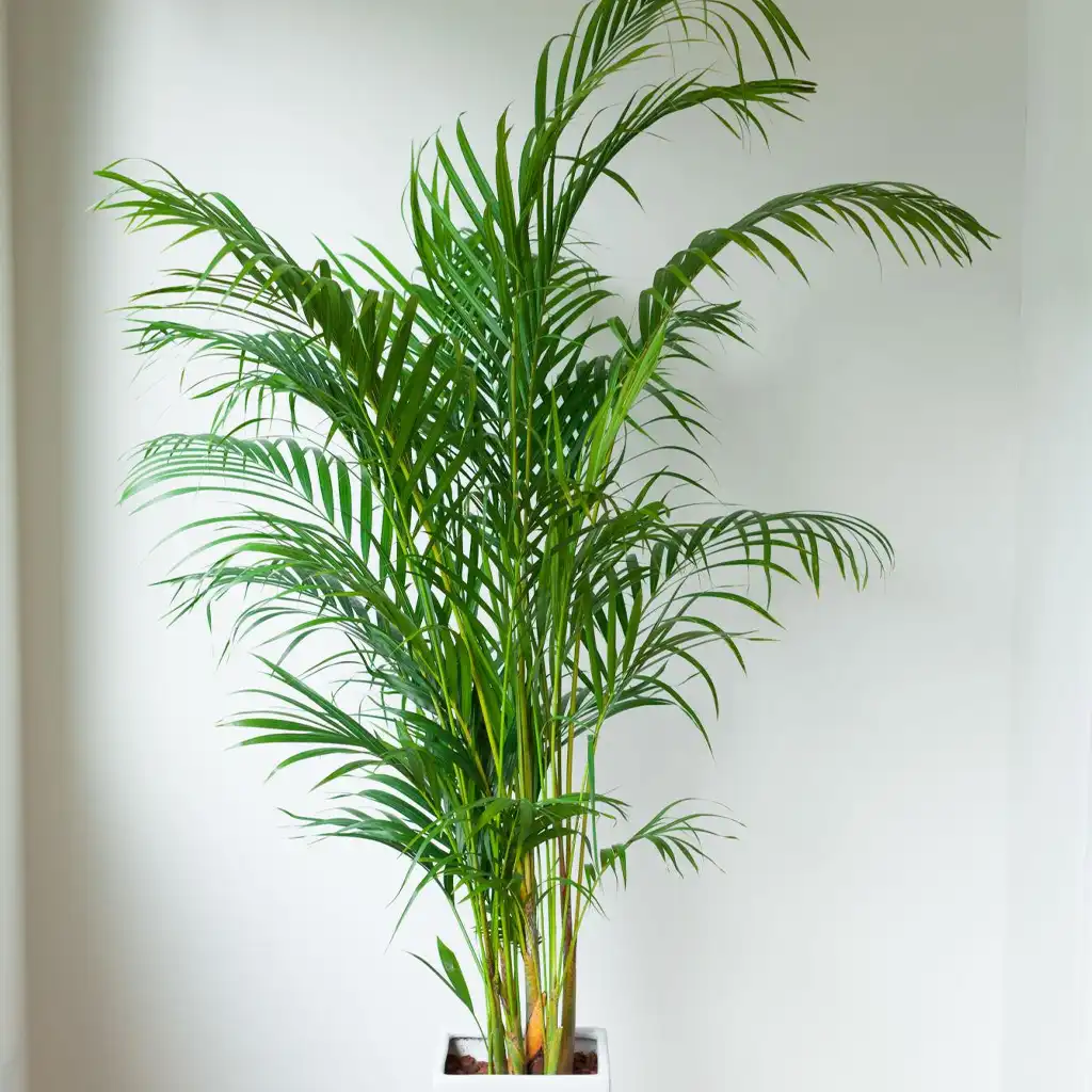 Dypsis lutescens أريكا صفراء - Image 2