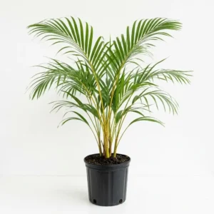 Dypsis lutescens أريكا صفراء