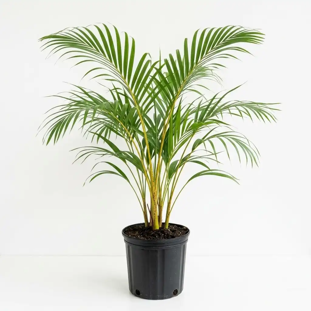 Dypsis lutescens أريكا صفراء