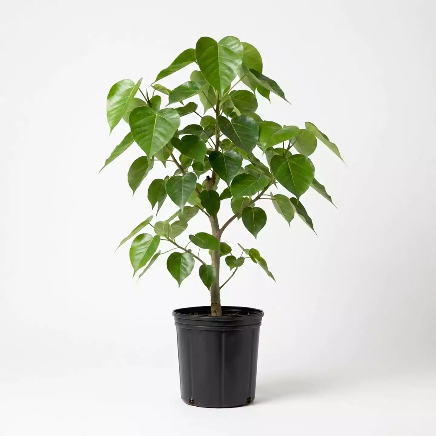 Ficus infectoria فيكس انفكتوريا