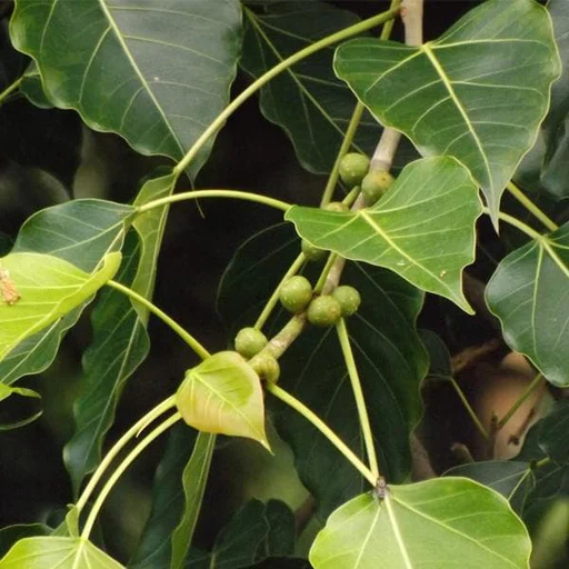 Ficus infectoria فيكس انفكتوريا - Image 2