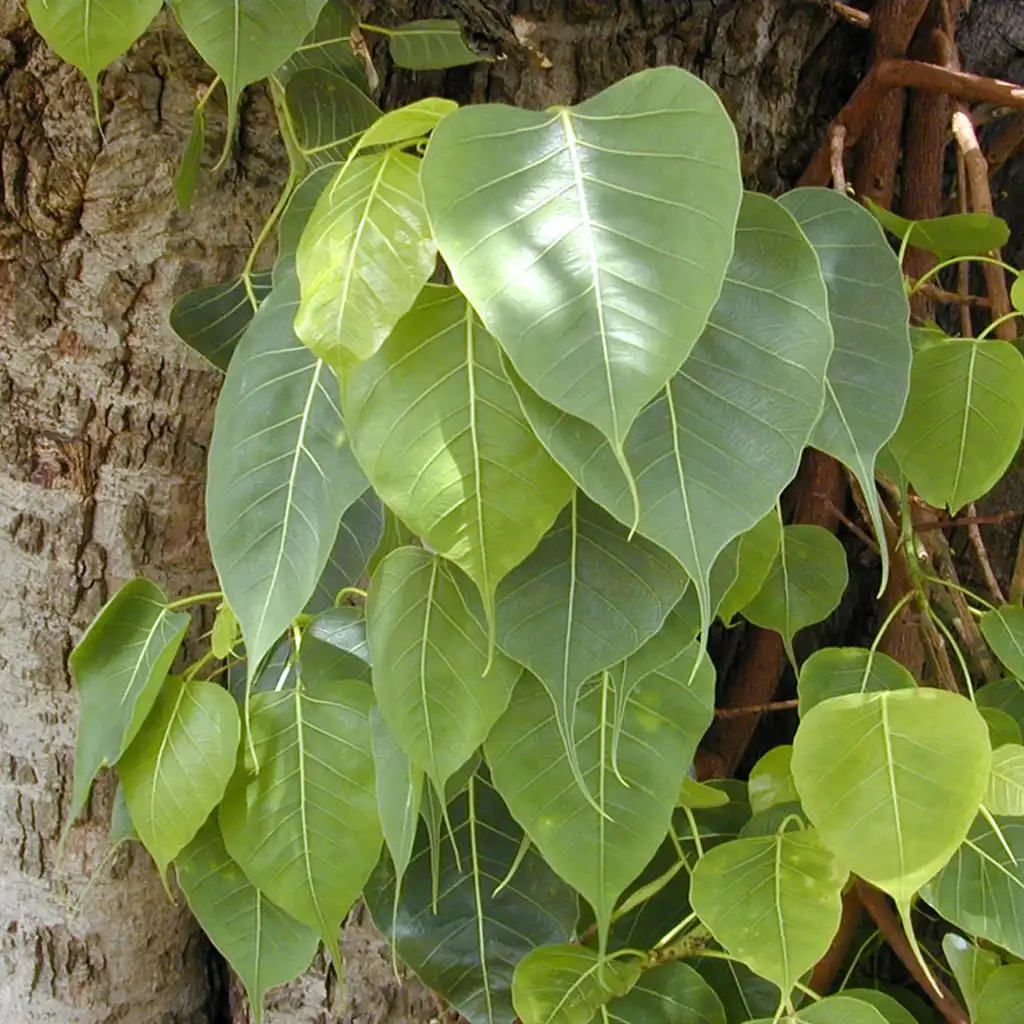 Ficus religiosa لسان العصفور - Image 2