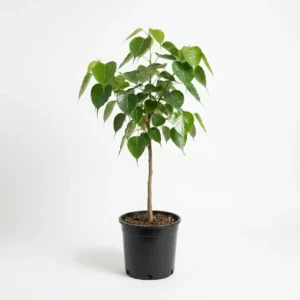 Ficus religiosa لسان العصفور