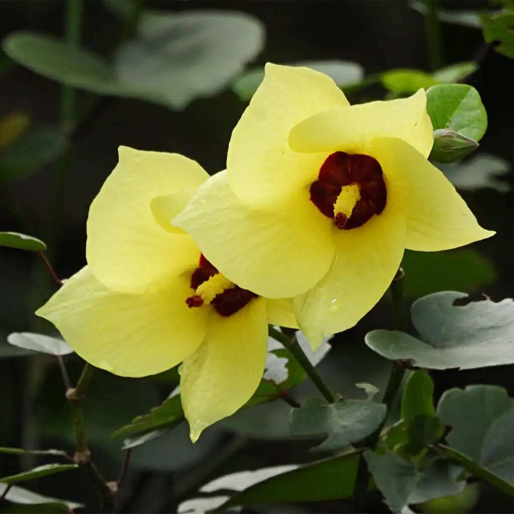 Hibiscus tiliaceus الخبازي الساحلي - Image 2