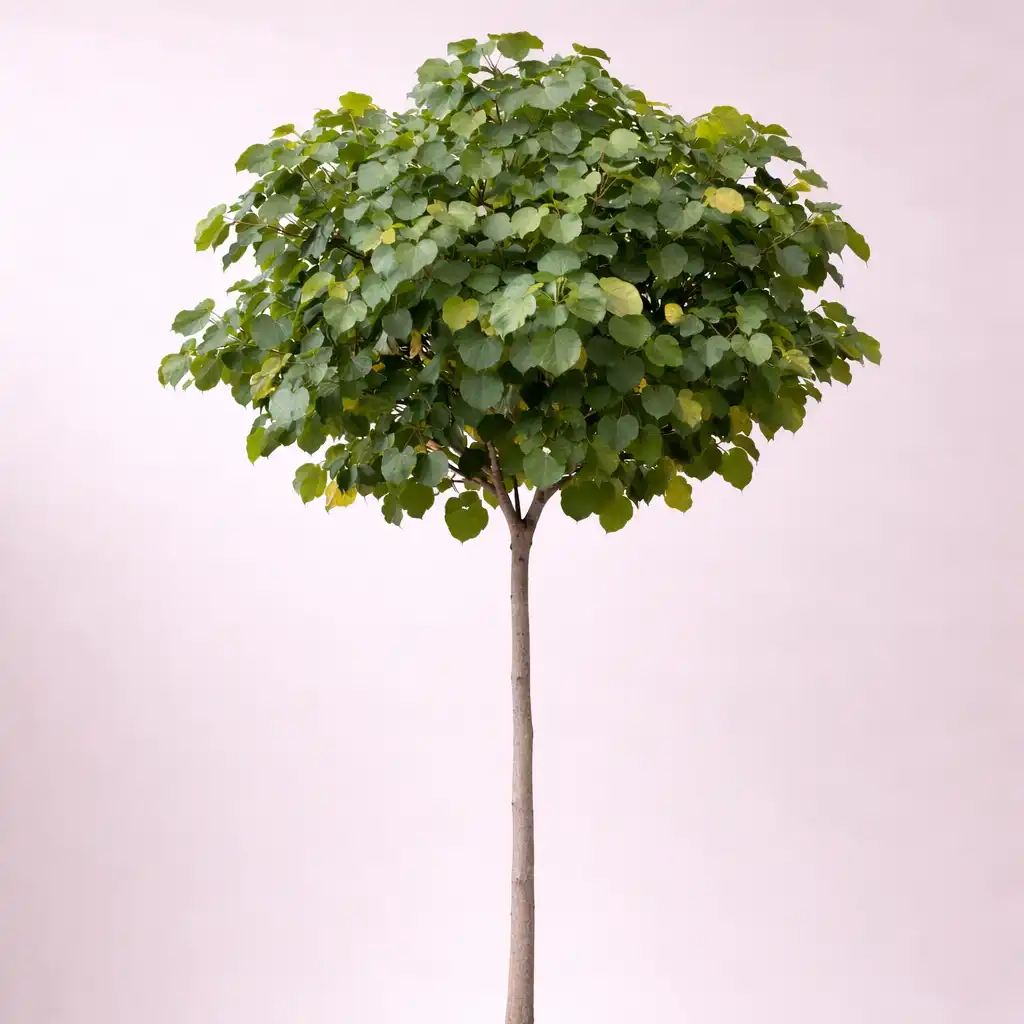 Hibiscus tiliaceus الخبازي الساحلي - Image 3