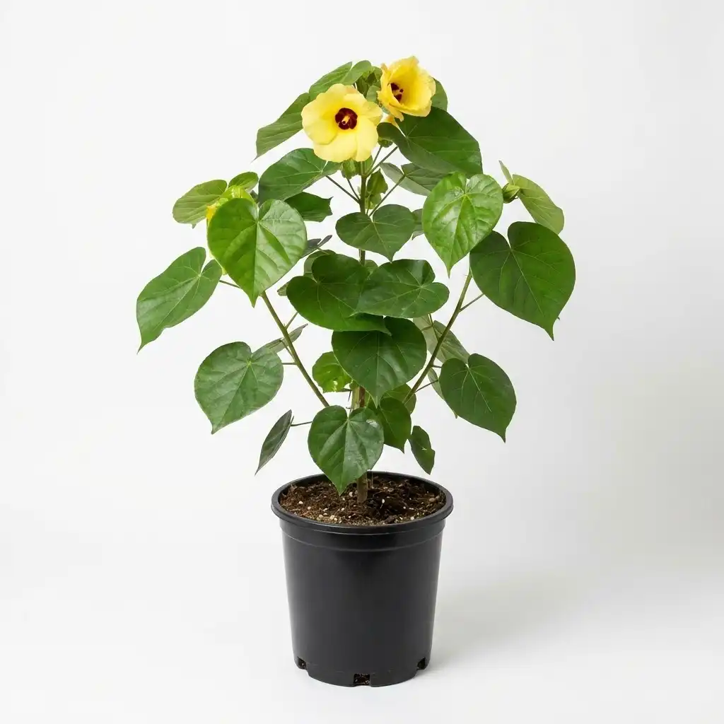 Hibiscus tiliaceus الخبازي الساحلي