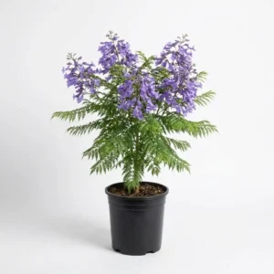 شجرة الجاكرندا (Jacaranda mimosifolia)