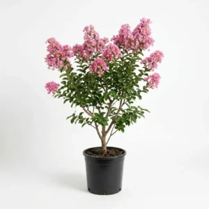 Lagerstroemia indica تمر حنة