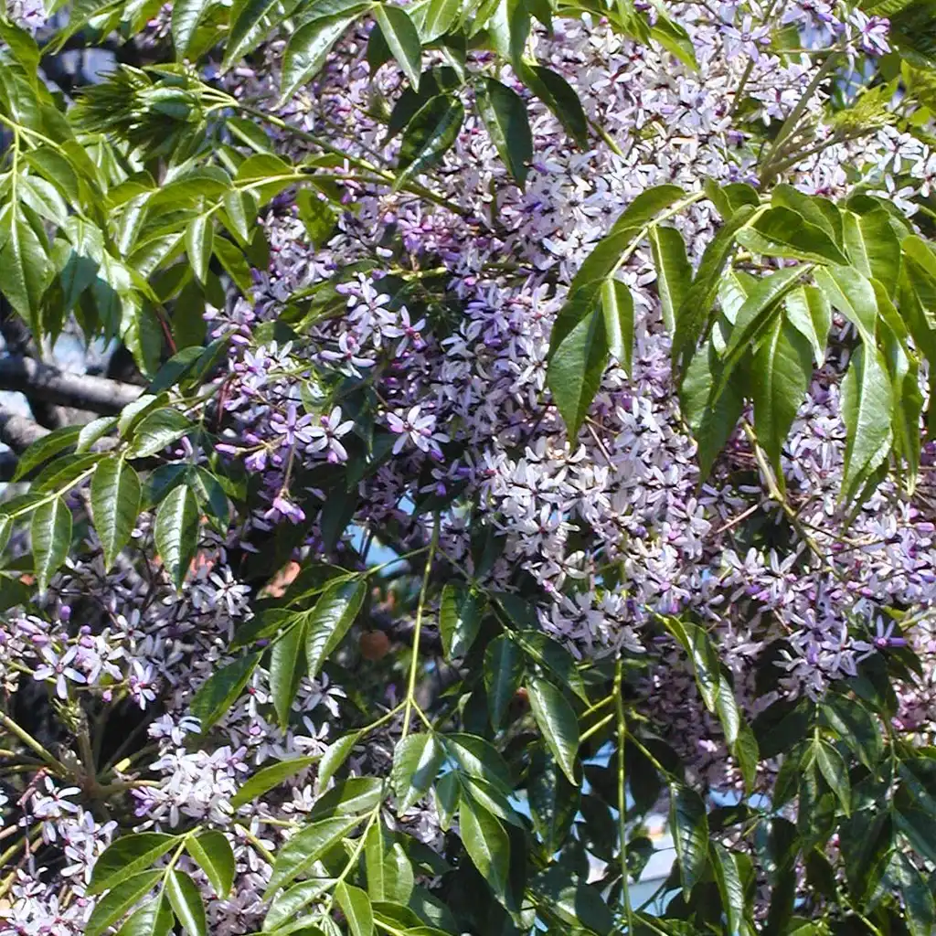 Melia azedarach الزنزلخت - Image 3