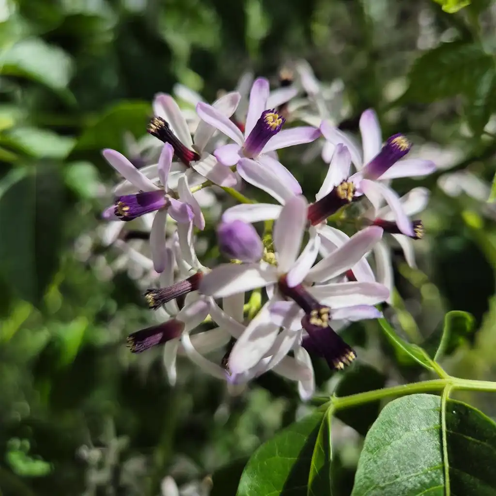 Melia azedarach الزنزلخت - Image 2