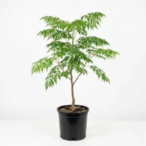 Melia azedarach الزنزلخت