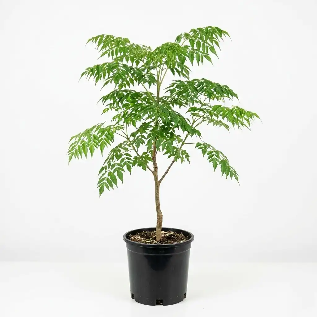 Melia azedarach الزنزلخت