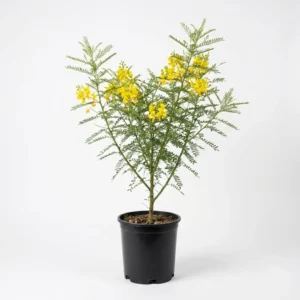Parkinsonia aculeata باركنسونيا