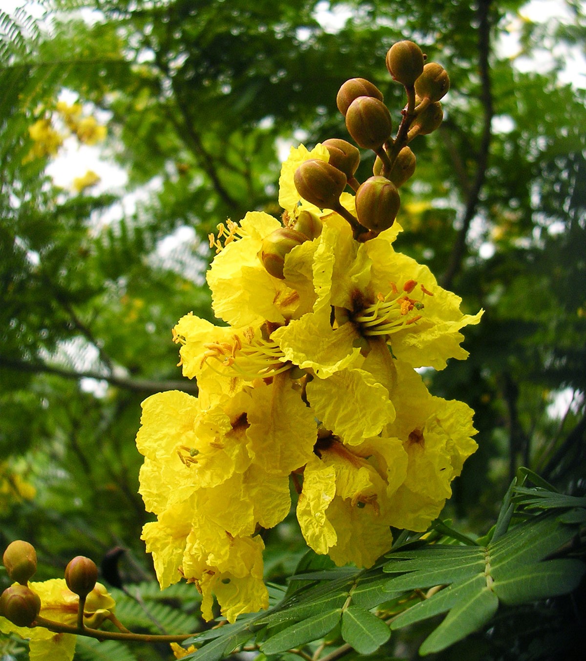 Peltophorum pterocarpum شجرة البلتوفورم / الأصفر الذهبي - Image 2