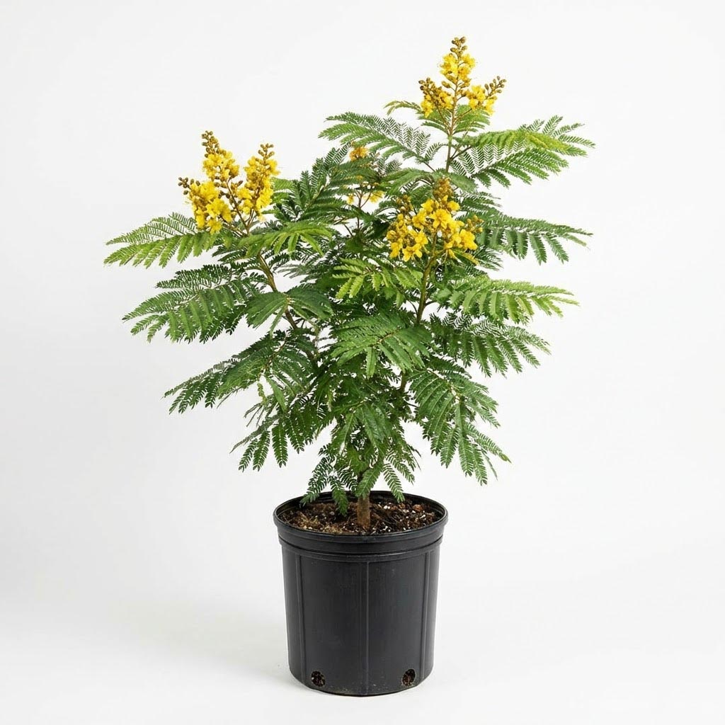 Peltophorum pterocarpum شجرة البلتوفورم / الأصفر الذهبي