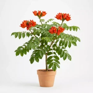 Spathodea campanulata شجرة التوليب الإفريقية