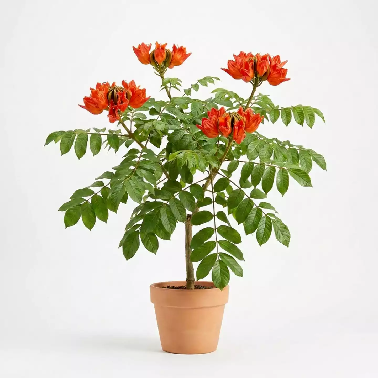 Spathodea campanulata شجرة التوليب الإفريقية