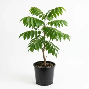 Swietenia mahagoni الماهوجني