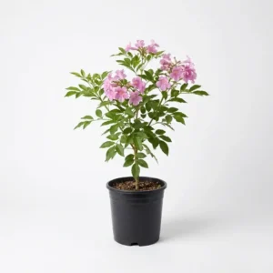 Tabebuia rosea تابوبيا وردية