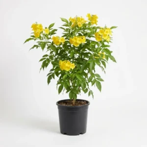 Tecoma stans تيكوما