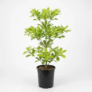 Terminalia mantaly  تيرميناليا منتالي