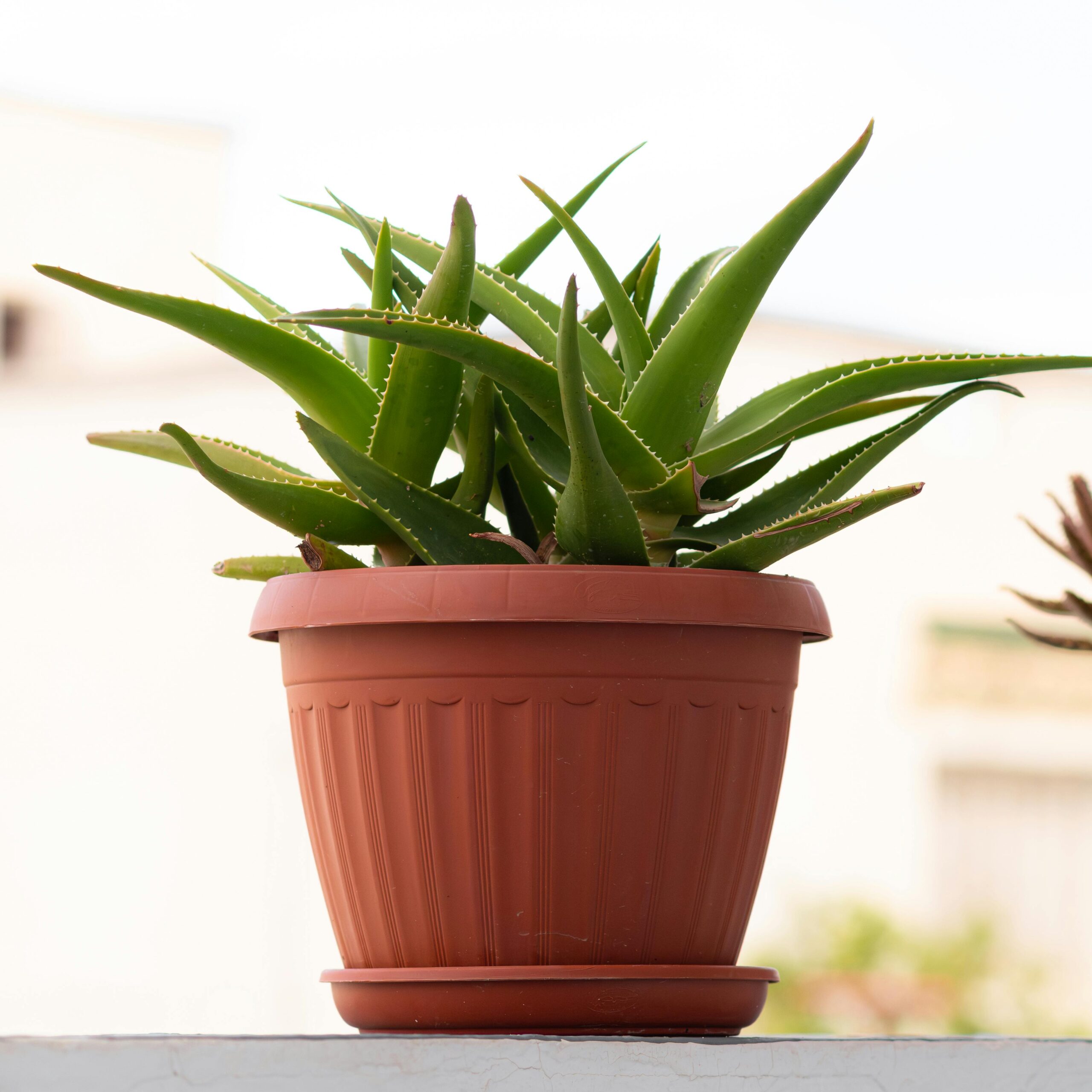 Close-up of a thriving Aloe Vera plant in a terracotta pot, set against an outdoor backdrop in Tunisia.