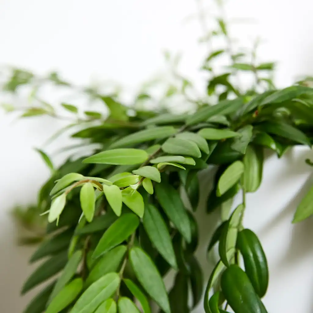 Aeschynanthus japhrolepsis نبات أحمر الشفاه - Image 2