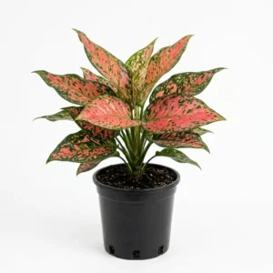 Lady Valentine Aglaonema  أجلونيما ليدي فالنتاين